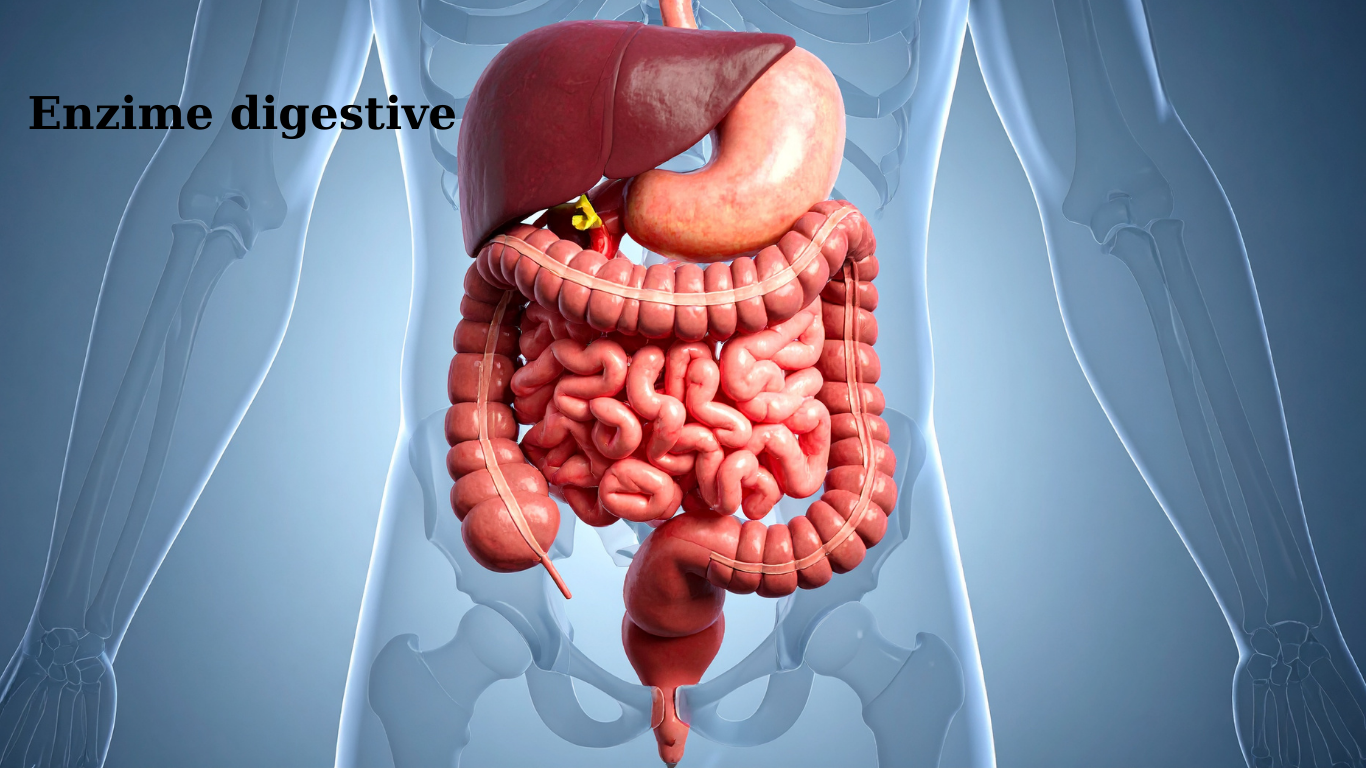 Enzime digestive, bilă și pancreas — ghid complet despre ce se întâmplă când digestia nu mai funcționează normal